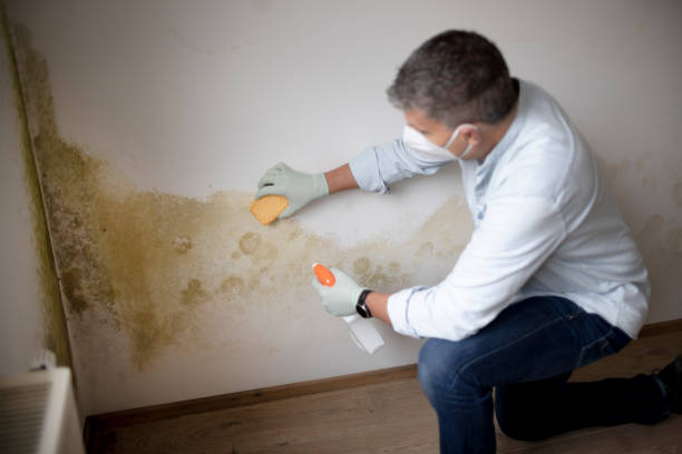 Best Basement Mold Removal  in Hiawatha, KS